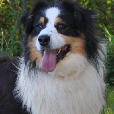 AKC Australian Shepherd Breeders in North Carolina | Ramblin Ridge Aussies