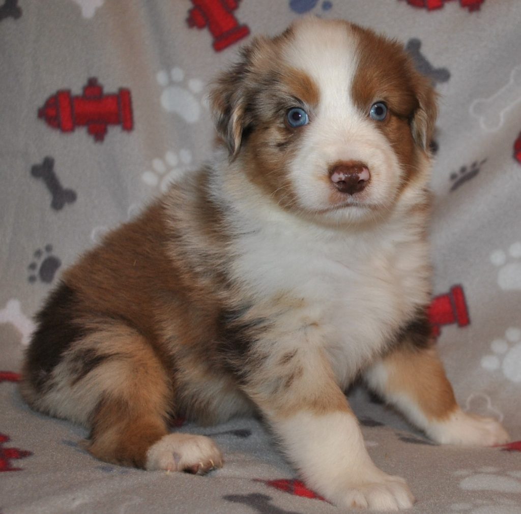 Australian Shepherd Puppies for Sale in North & South Carolina ...