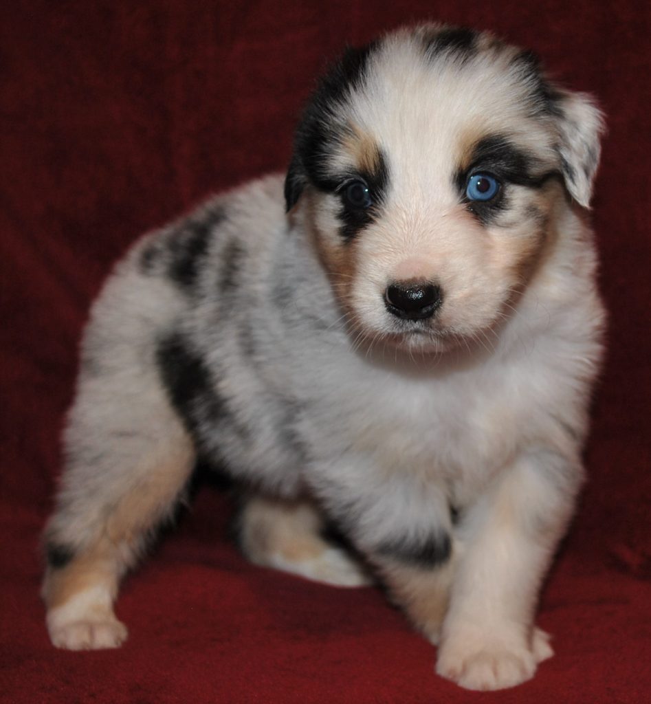 Australian Shepherd Puppies for Sale in North & South Carolina ...