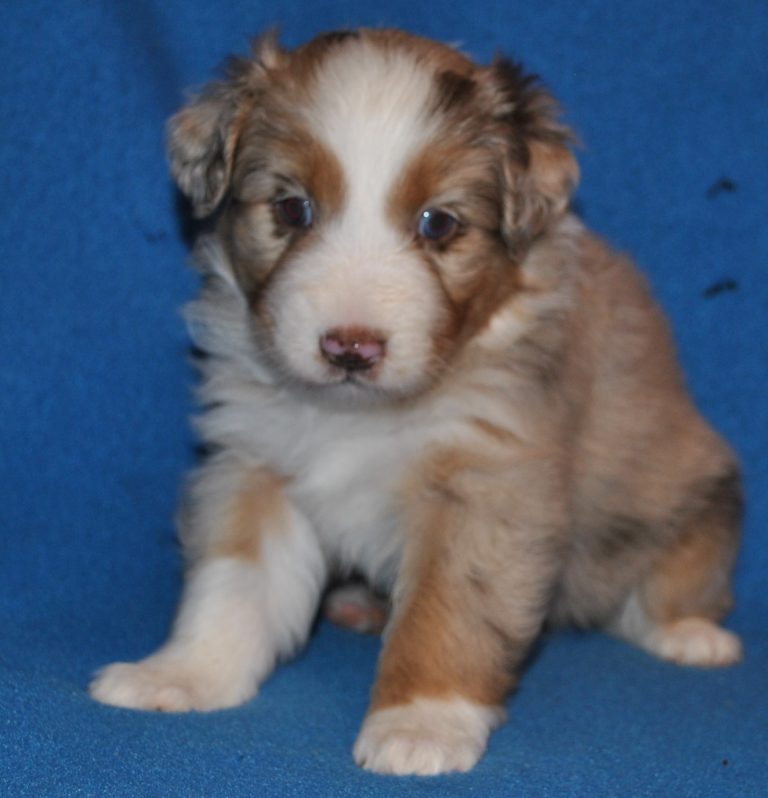 Australian Shepherd Puppies for Sale in North & South Carolina ...