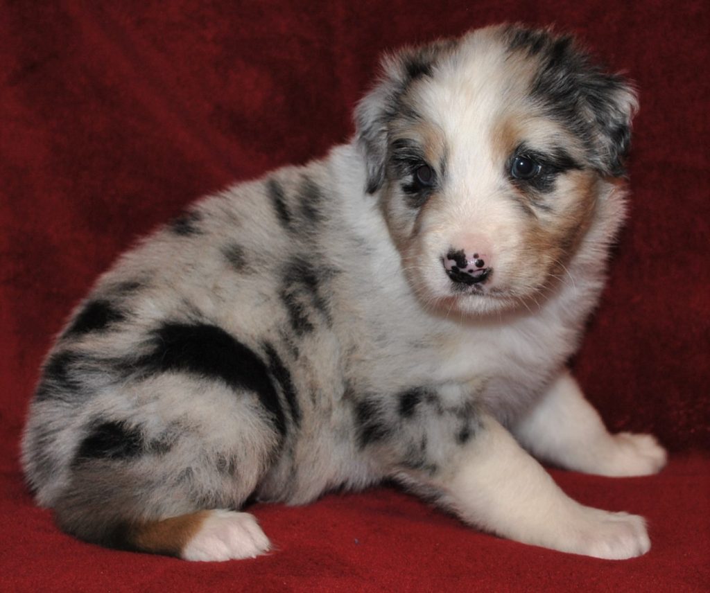 Australian Shepherd Puppies for Sale in North & South Carolina ...