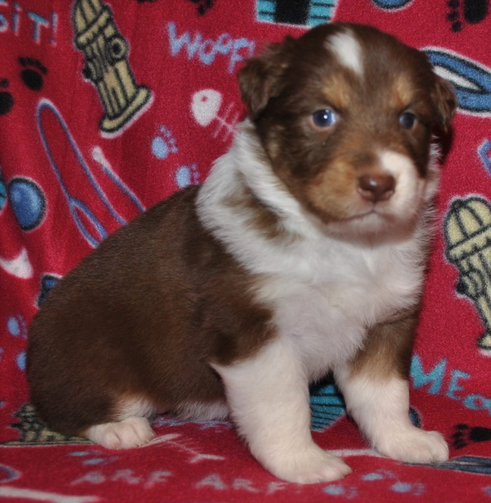 Australian Shepherd Puppies for Sale in North & South Carolina ...