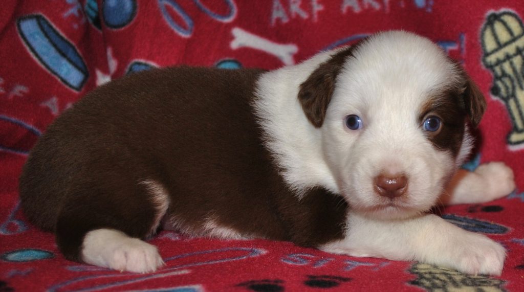 Australian Shepherd Puppies for Sale in North & South Carolina ...