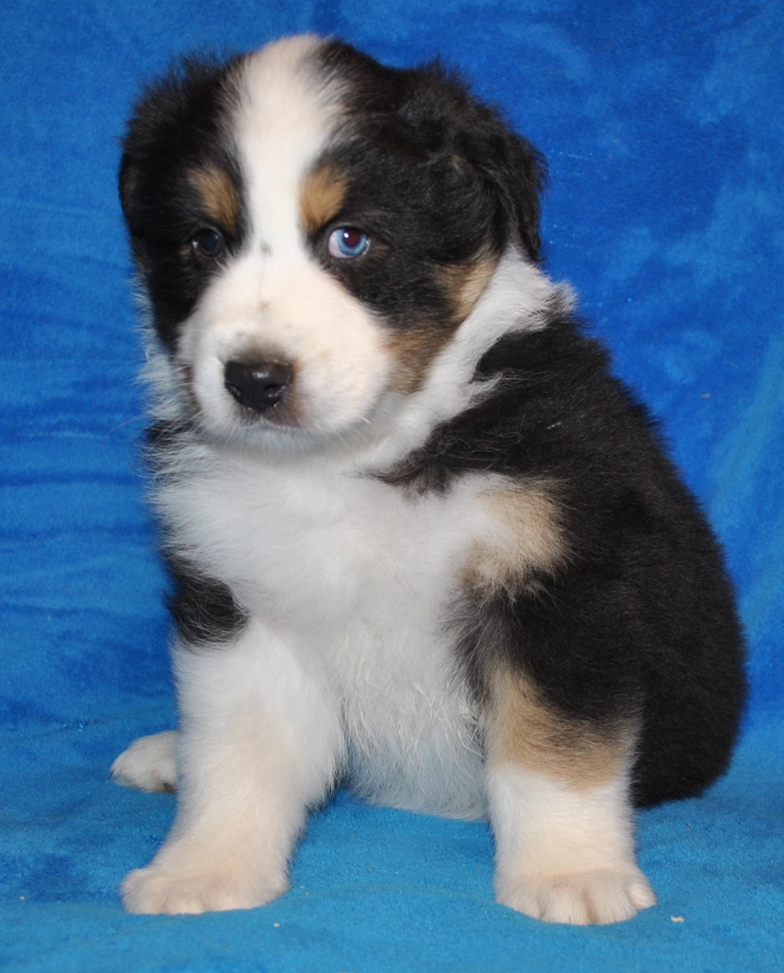 Australian Shepherd Puppies for Sale in North & South Carolina ...