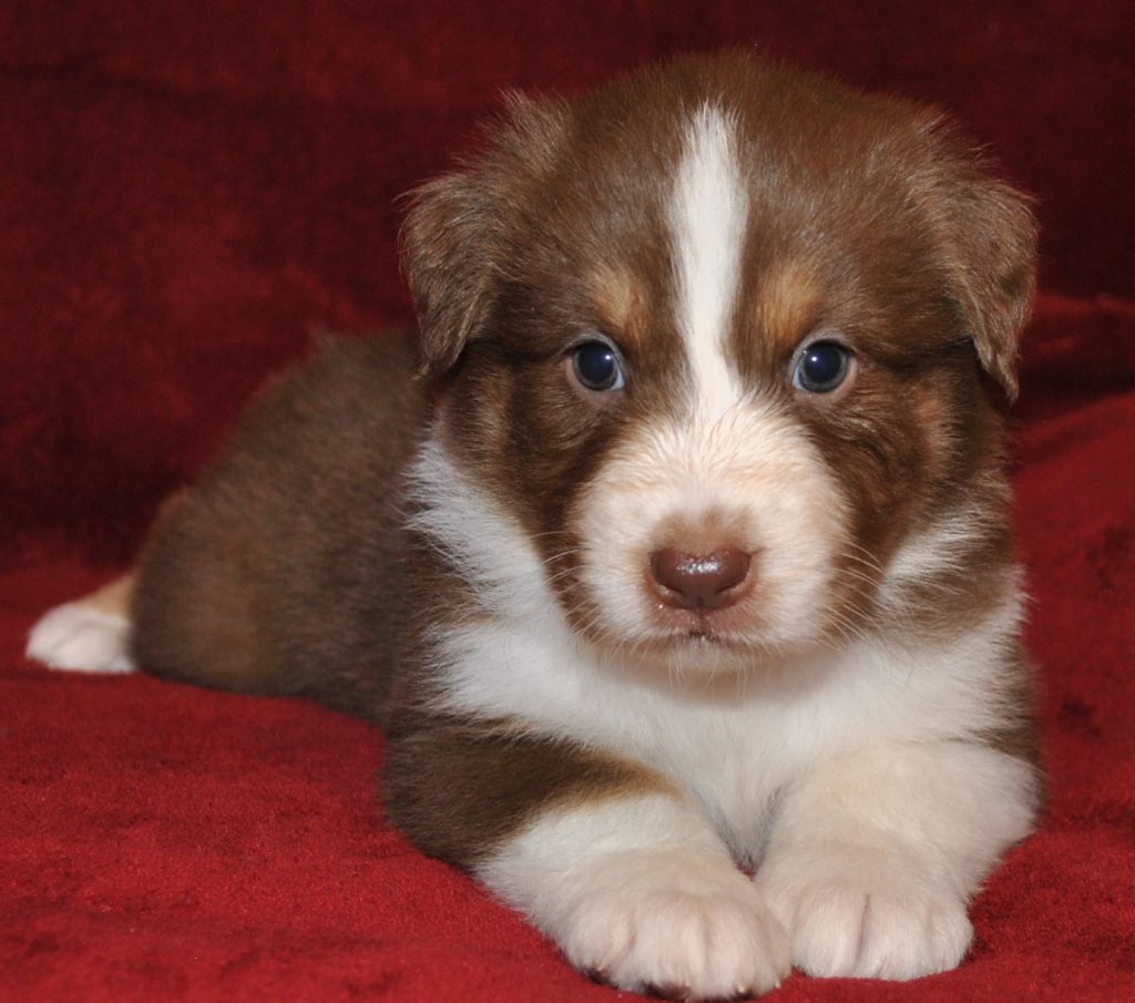 Australian Shepherd Puppies For Sale In North & South Carolina 