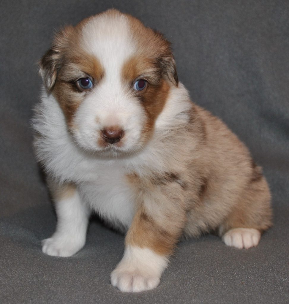 Australian Shepherd Puppies for Sale in North & South Carolina ...