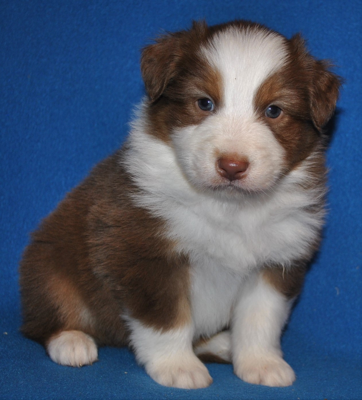 Australian Shepherd Puppies for Sale in North & South Carolina ...