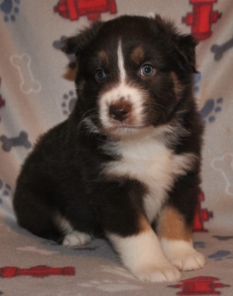 Australian Shepherd Puppies for Sale in North & South Carolina ...