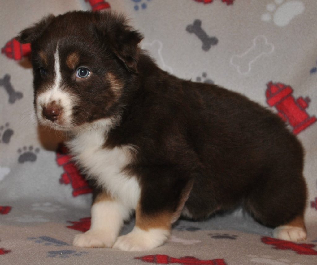 Australian Shepherd Puppies for Sale in North & South Carolina ...