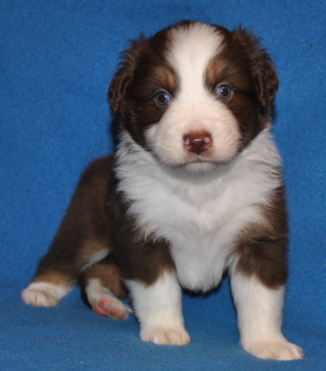 Australian Shepherd Puppies for Sale in North & South Carolina ...