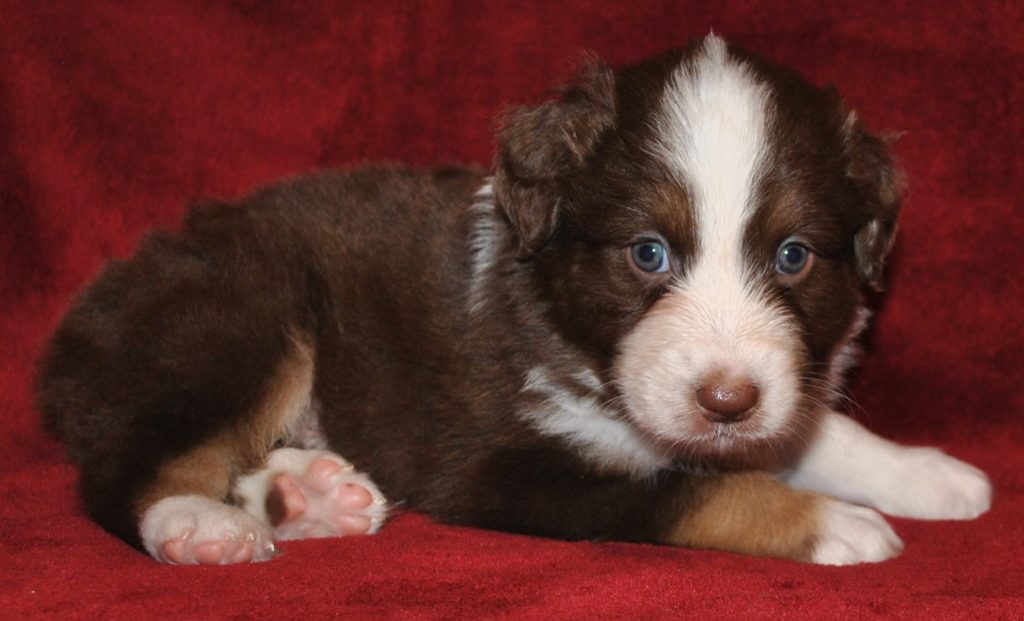 Australian Shepherd Puppies for Sale in North & South Carolina ...