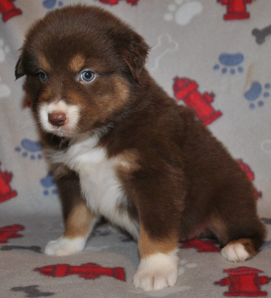 Australian Shepherd Puppies for Sale in North & South Carolina ...