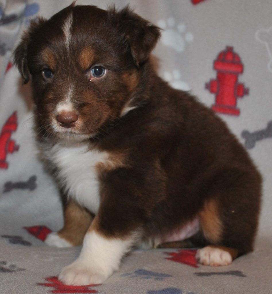 Australian Shepherd Puppies for Sale in North & South Carolina ...