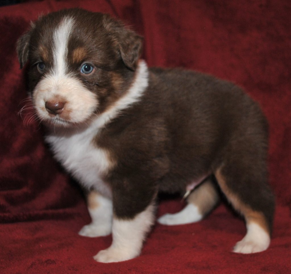 Australian Shepherd Puppies for Sale in North & South Carolina ...