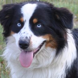 Male Australian Shepherds & Puppies for Sale in VA