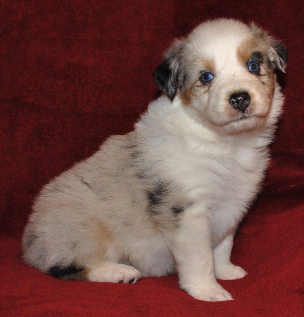 Australian Shepherd Puppies for Sale in North & South Carolina ...