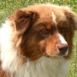 Beautiful red Australian Shepherd