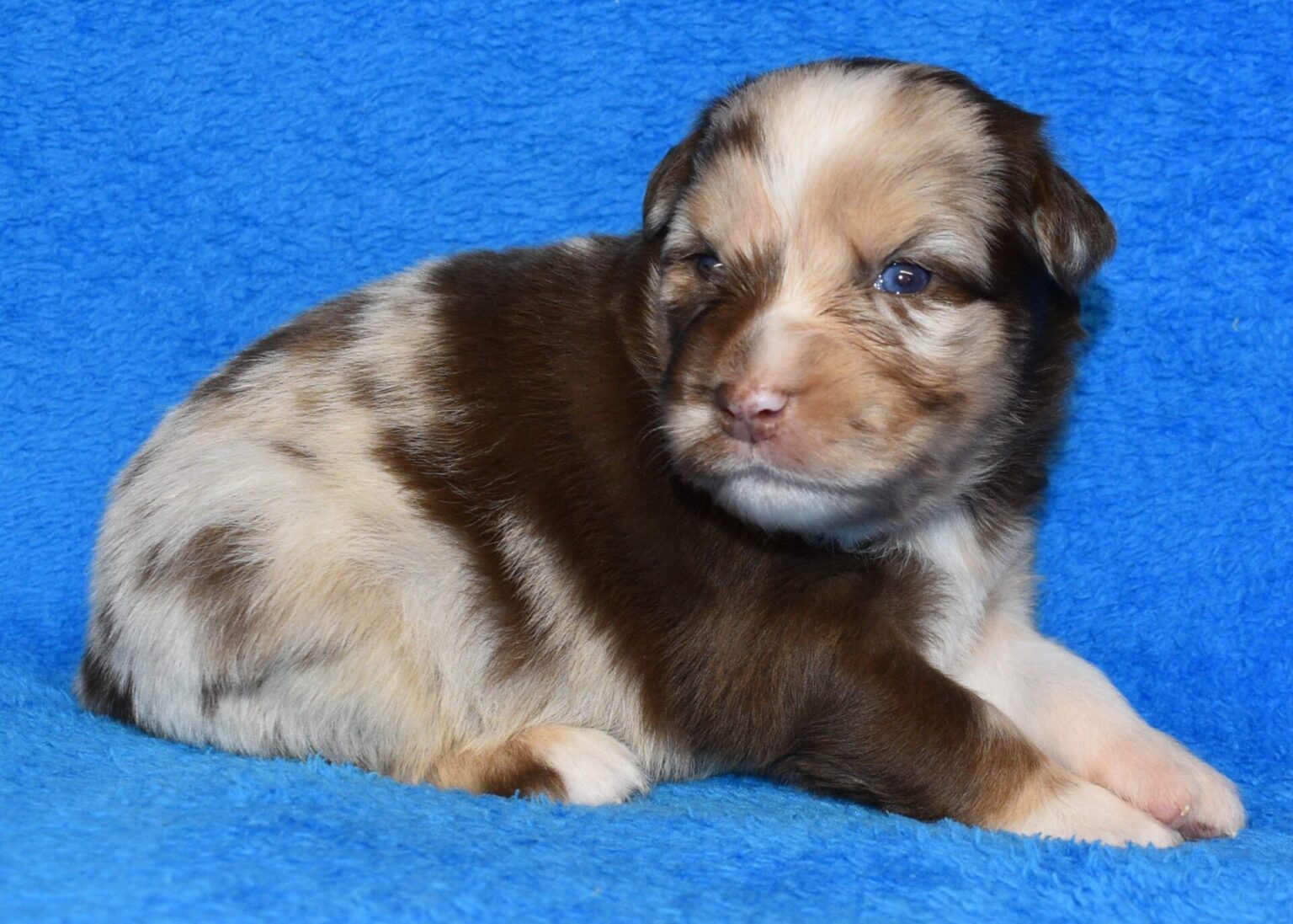 Australian Shepherd Puppies for Sale in North & South Carolina ...