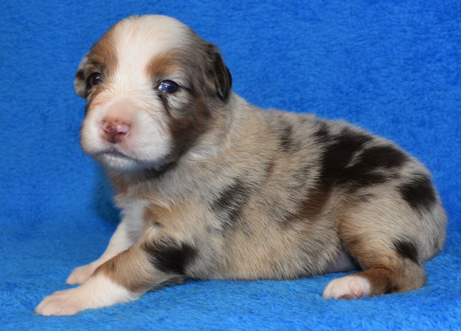 Australian Shepherd Puppies For Sale In North & South Carolina 