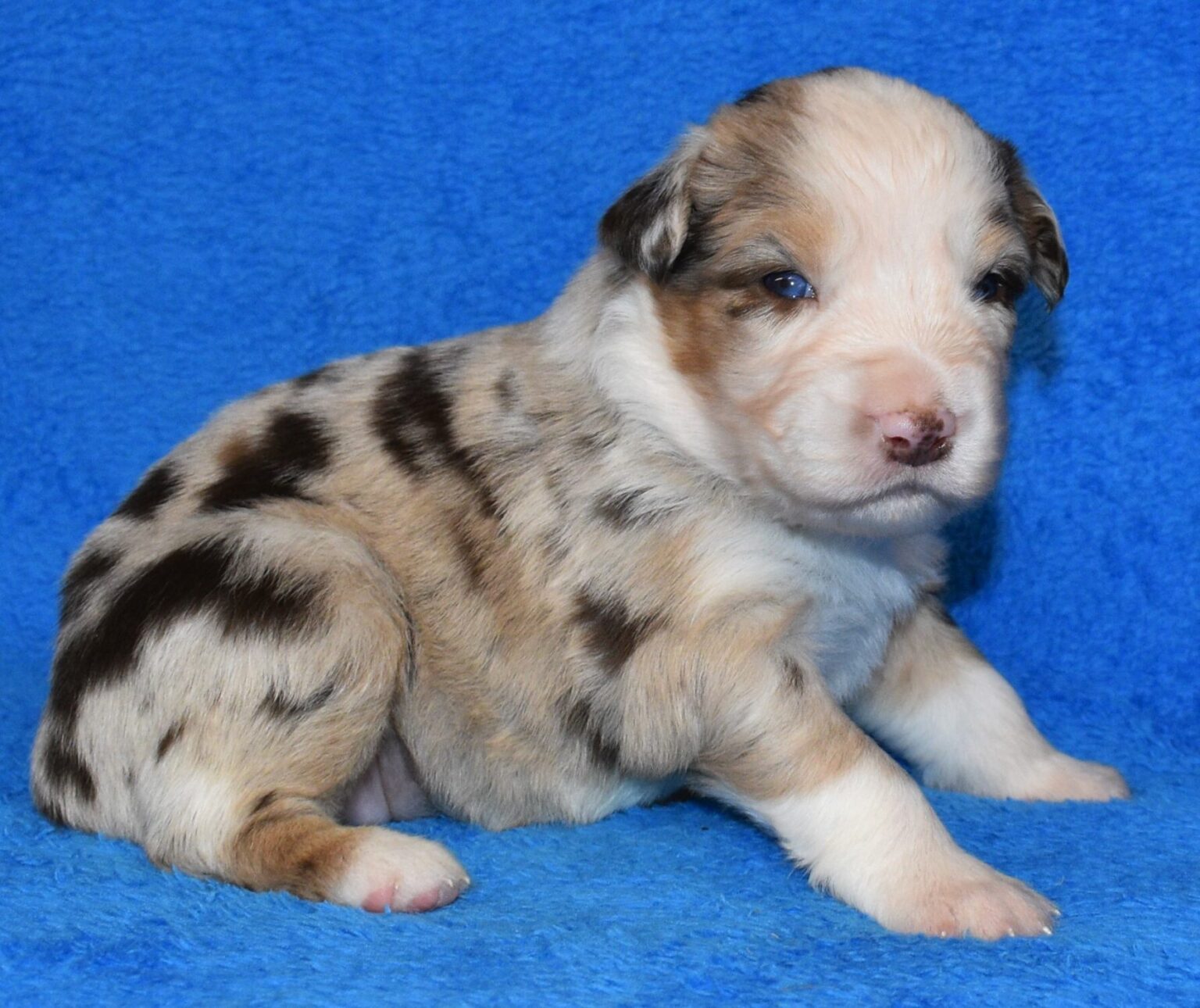 Australian Shepherd Puppies for Sale in North & South Carolina ...