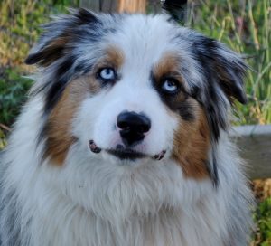 Adult Australian Shepherds For Sale in NC | Ramblin Ridge Aussies